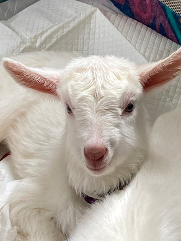 GOAT MILK SOAPS & SHAMPOO BARS